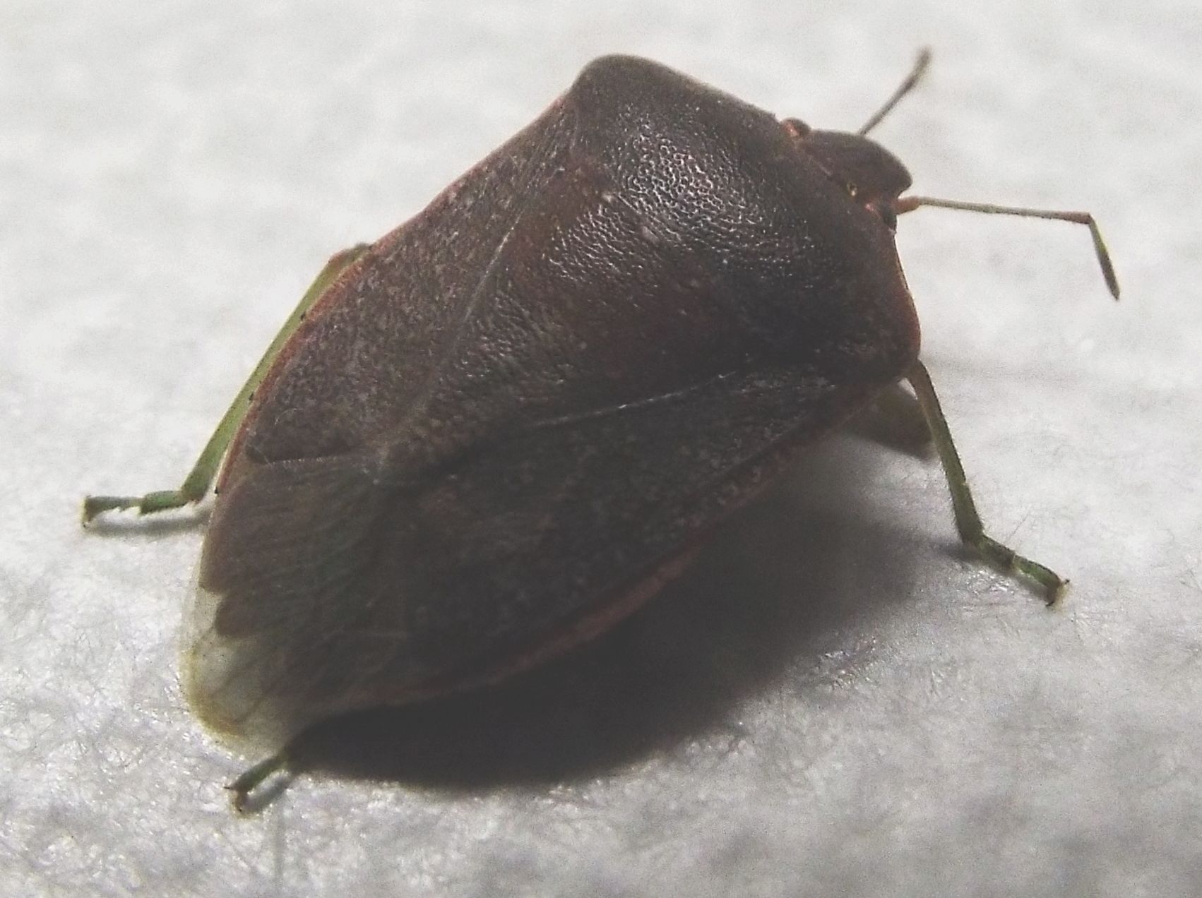 Pentatomidae: Nezara viridula scura